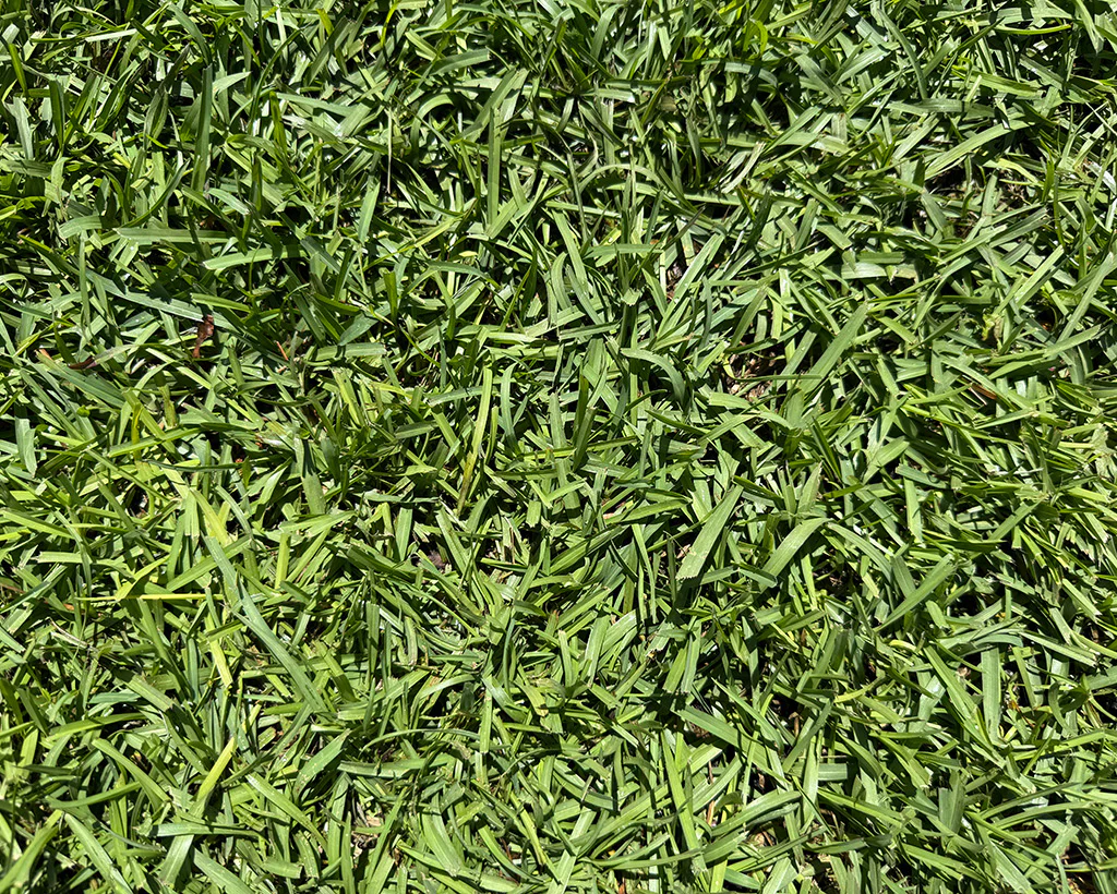 TifBlair Centipede Sod - Image 3