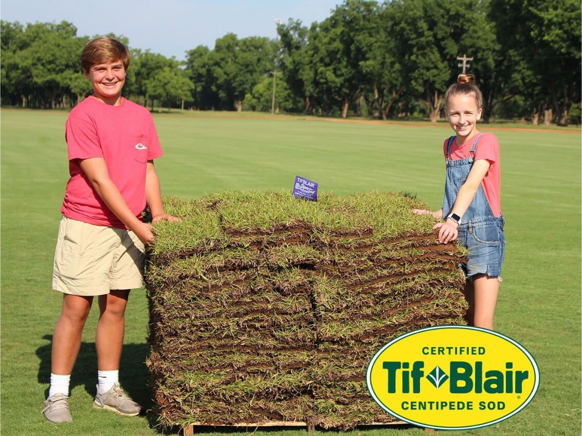 TifBlair Centipede Sod - Image 4