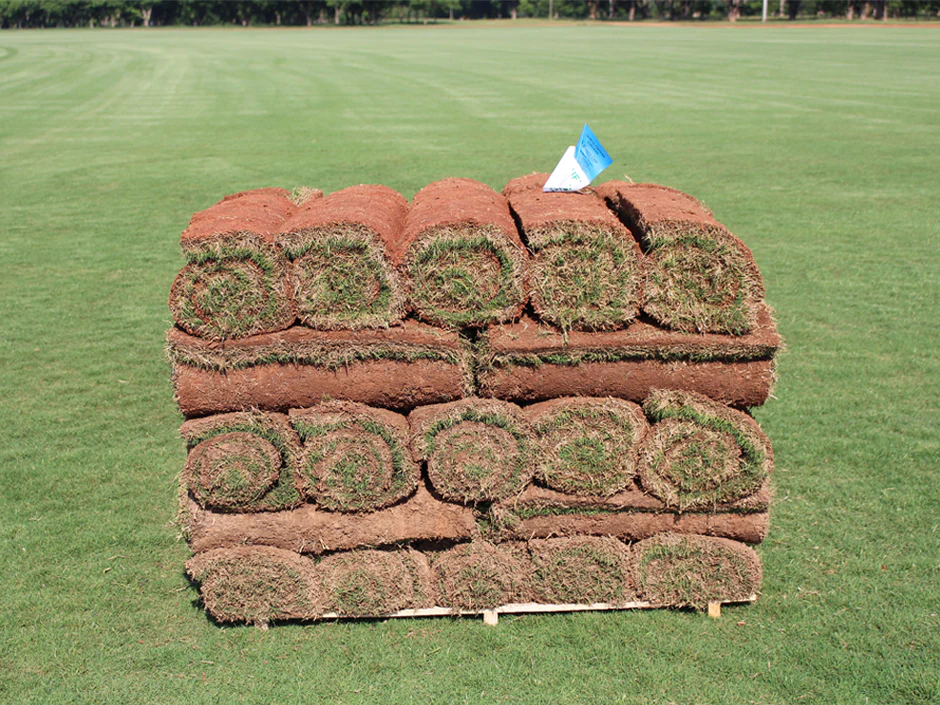TifTuf Bermuda Sod - Image 5