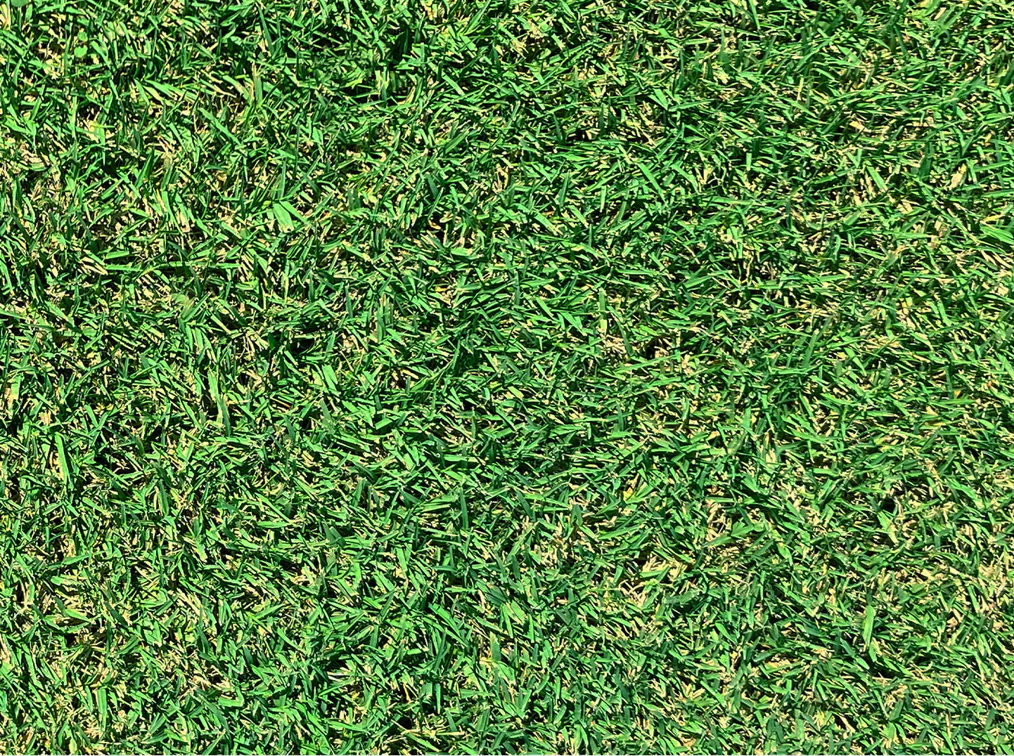Tifway 419 Bermuda Sod - Image 3