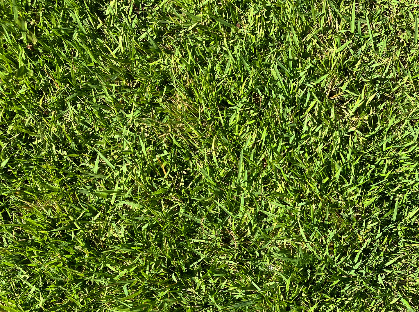 Zenith Zoysia Sod - Image 3