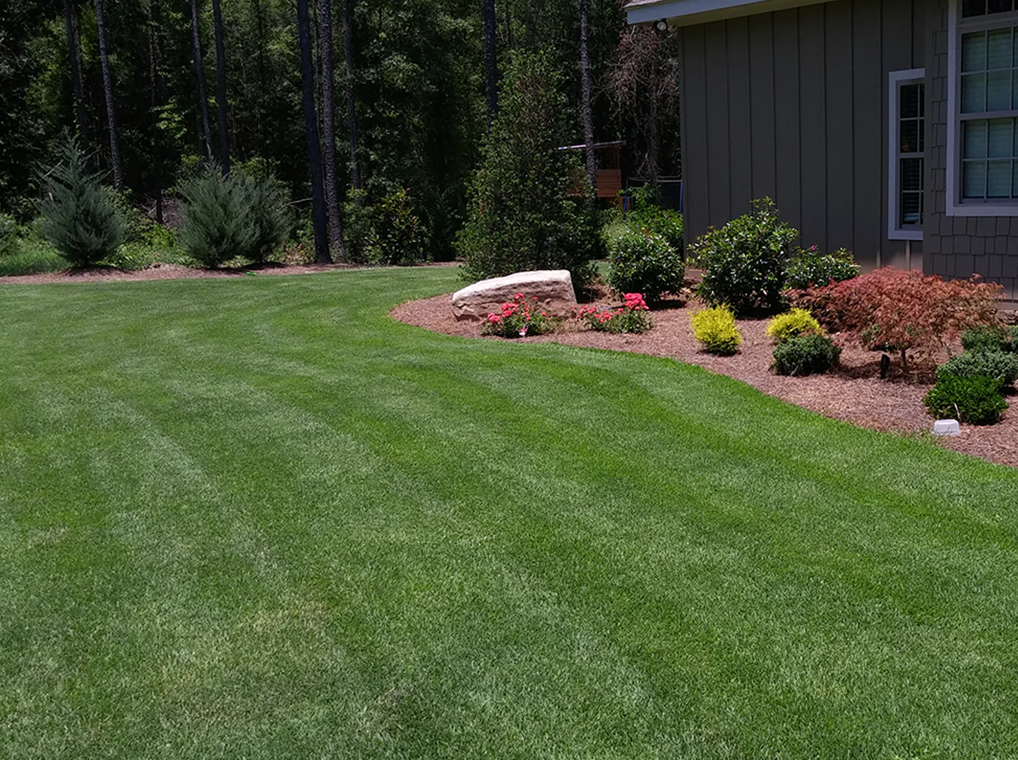 Zenith Zoysia Sod - Image 4